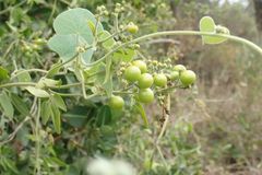 Jasminum fluminense fluminense