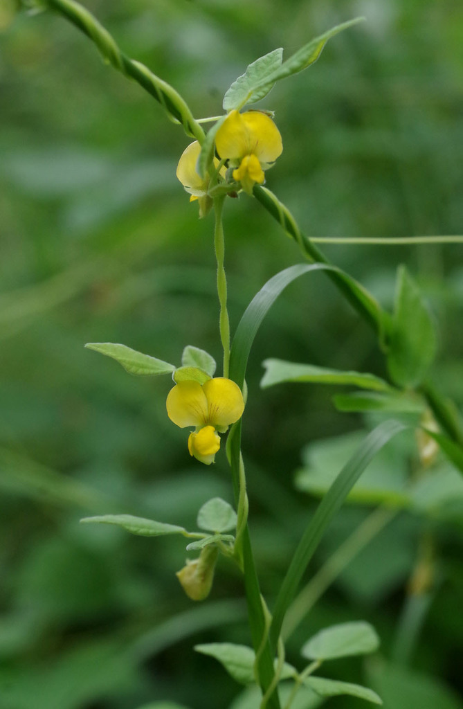 Dunbaria punctata (Dunbaria punctata)