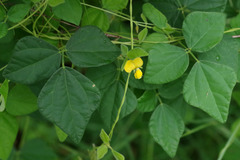 Dunbaria punctata