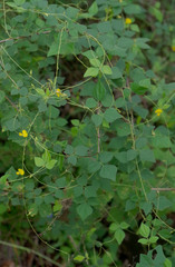 Dunbaria punctata
