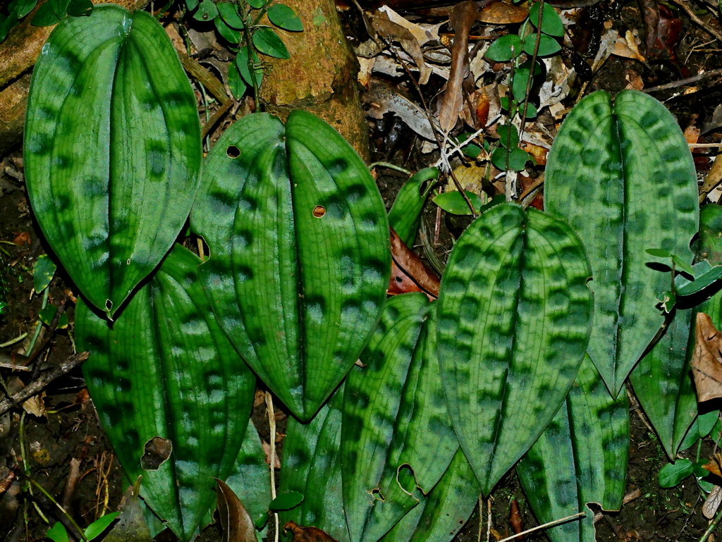 Tainia cordifolia