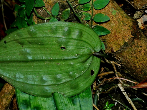 Image of Tainia cordifolia by (c) Jacy Chen, some rights reserved (CC BY)