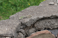 Podarcis siculus