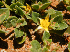 Aizoon glinoides