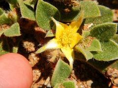 Aizoon glinoides