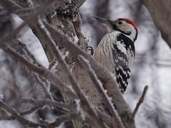 Dendrocopos leucotos