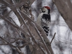 Dendrocopos leucotos