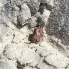 Megabalanus tintinnabulum