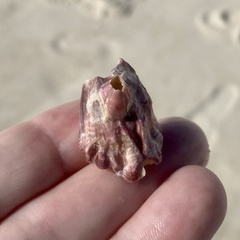 Megabalanus tintinnabulum