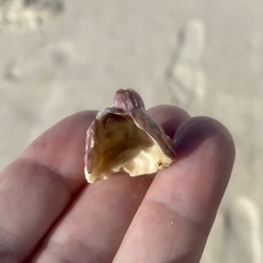 Megabalanus tintinnabulum