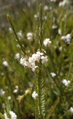 Struthiola myrsinites