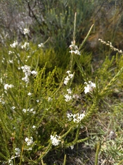 Struthiola myrsinites