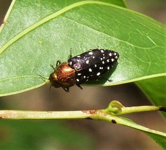 Diphucrania leucosticta