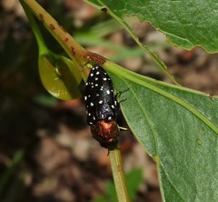 Diphucrania leucosticta