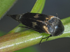 Variimorda villosa