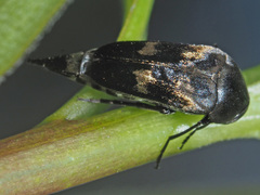 Variimorda villosa