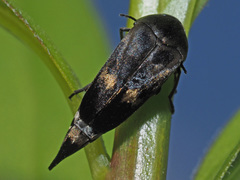 Variimorda villosa