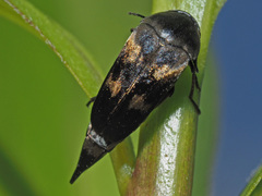 Variimorda villosa