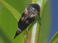 Variimorda villosa