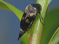 Variimorda villosa