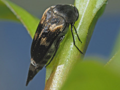 Variimorda villosa