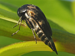 Variimorda villosa