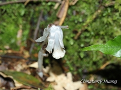 Monotropastrum humile glaberrimum