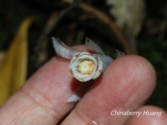 Monotropastrum humile glaberrimum