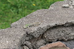 Podarcis siculus
