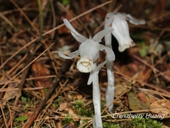 Monotropastrum humile glaberrimum