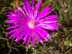 Lampranthus coralliflorus