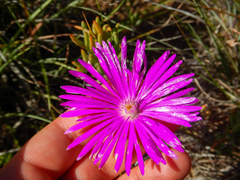 Lampranthus coralliflorus