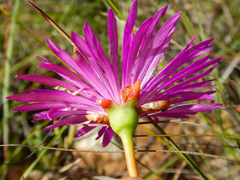 Lampranthus coralliflorus