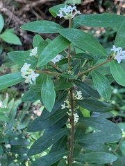 Pimelea drupacea