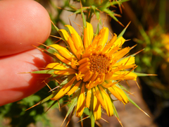 Berkheya cruciata