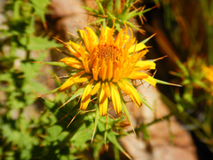 Berkheya cruciata