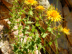 Berkheya cruciata