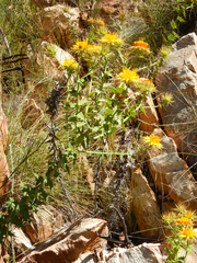 Berkheya cruciata