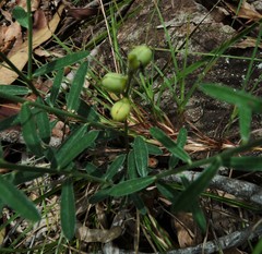 Crotalaria brevis