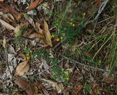 Crotalaria brevis