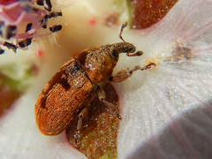 Acallopistus guttatus