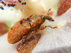 Acallopistus guttatus