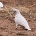 Butler's Corella - Photo (c) Harvey Perkins, some rights reserved (CC BY-NC), uploaded by Harvey Perkins