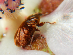 Acallopistus guttatus