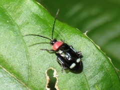 Omophoita peruviana