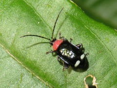 Omophoita peruviana