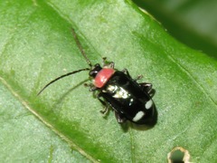 Omophoita peruviana