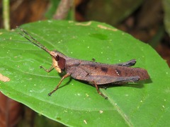 Phaeoparia