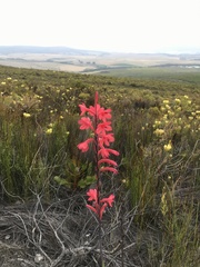 Watsonia paucifolia