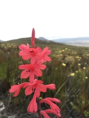 Watsonia paucifolia